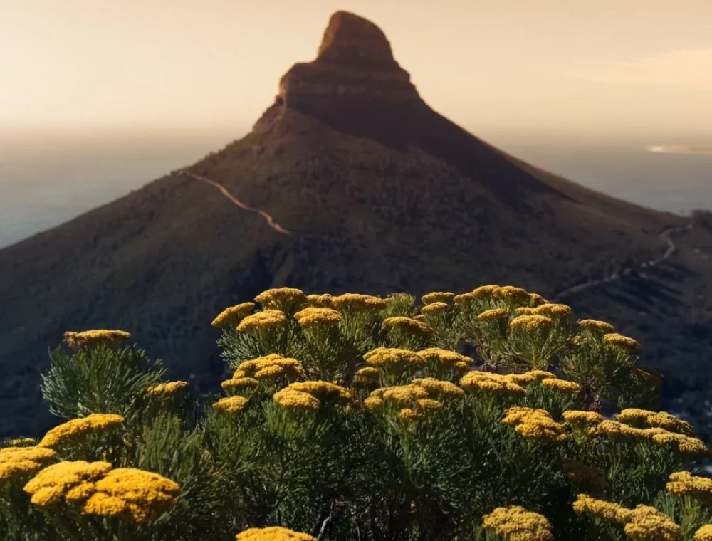Hike up Lion’s Head in Cape Town Embark on a rewarding hike up Lion’s Head, a short drive from EIGHTY2 ON M. Enjoy stunning 360° views of Cape Town and the ocean.