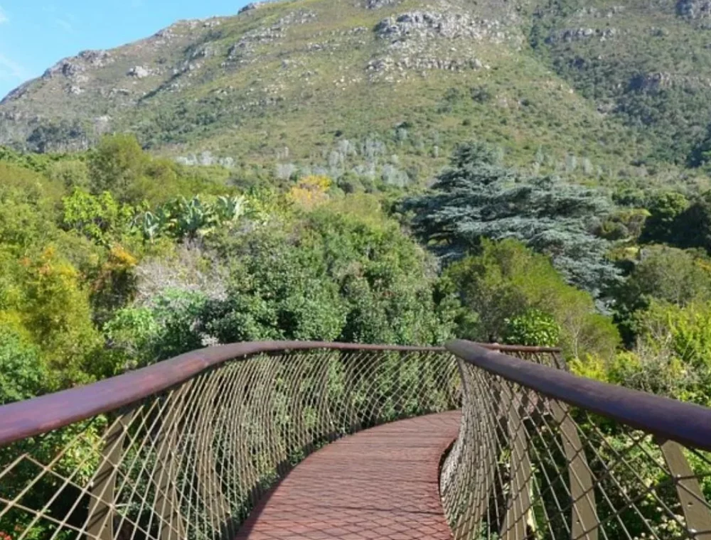 Kirstenbosch National Botanical Garden Explore the beauty of Kirstenbosch Botanical Garden, a scenic drive from EIGHTY2 ON M. Discover indigenous flora, a canopy walkway, and picnic spots.