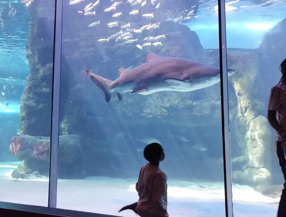 Two Oceans Aquarium Explore the wonders of marine life at the Two Oceans Aquarium, a short drive from EIGHTY2 ON M. Discover sharks, interactive displays, and ocean beauty.