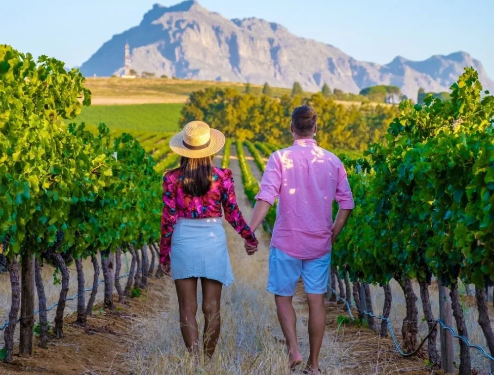 Wine tours with Cape Splendour Tours & Safaris (2) Experience private wine tastings and scenic vineyards in Stellenbosch & Franschhoek with Cape Splendour Tours & Safaris, easily accessible from EIGHTY2 ON M.