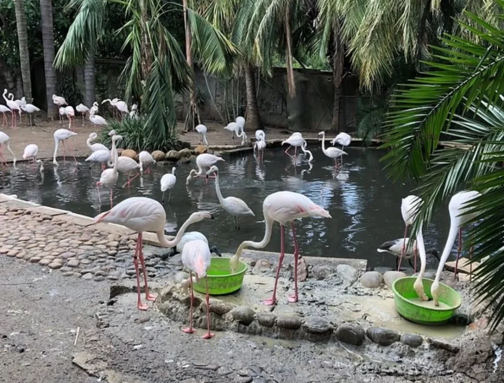 World of Birds Discover Africa's largest bird park, World of Birds, a scenic drive from EIGHTY2 ON M. See thousands of exotic birds and enjoy nature walks.